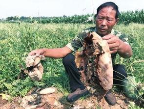 偃师吃瓜最新事件爆料新闻,最新爆料揭露惊人内幕 第2张 偃师吃瓜最新事件爆料新闻,最新爆料揭露惊人内幕 第2张